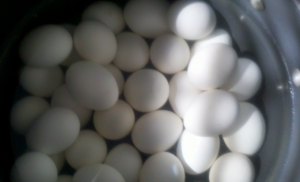 Boiled Eggs 300x182 Tie Dye Easter Egg Recipe: How to Make Tie Dye Easter Eggs