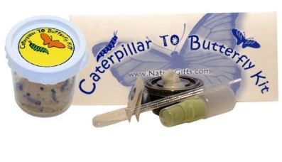 Caterpillar to Butterfly kits