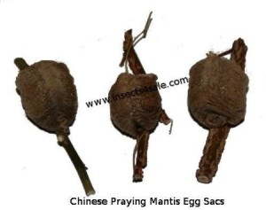 Praying Mantis egg cases