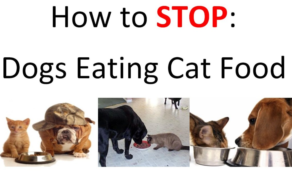 Dogs Eating Cat Food
