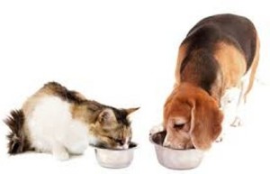 How to Stop dog eating cat food