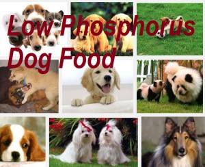 Low Phosphorus dog foods
