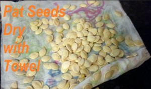 Roasted Pumpkin Seeds Recipe