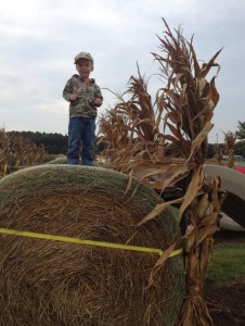 Pumpkin Patches