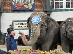 Elephant lunch at Lexington Market Baltimore MD April 1st 12Noon