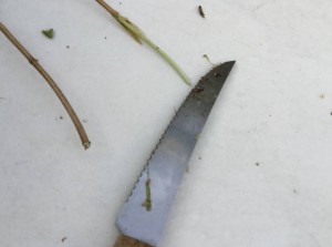 How to propagate plant cutting