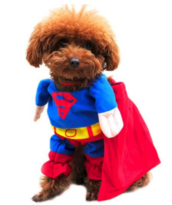 funny Halloween costumes for dogs