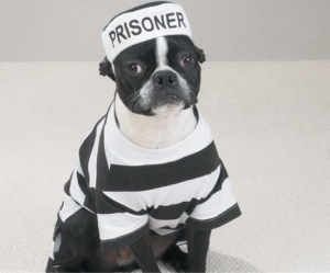 funny Halloween costumes for dogs 5