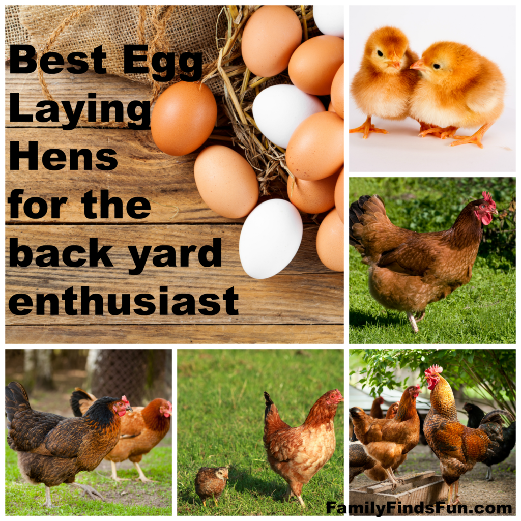 Best Egg Laying Hens