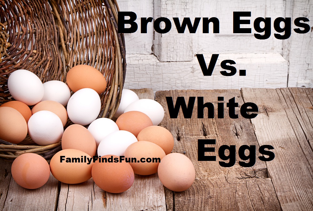 Brown Eggs VS White Eggs (2)